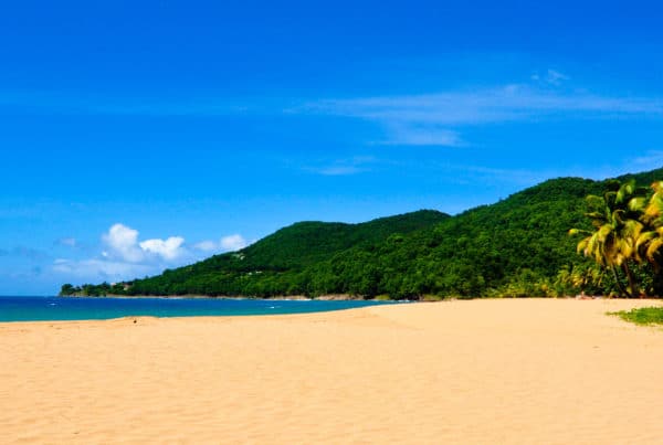 La plage de Grande Anse à Deshaies, sable doré et cocotiers, Guadeloupe